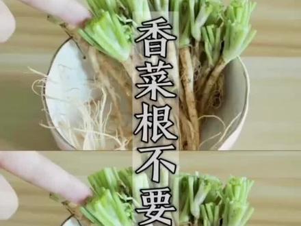 香菜根的功效
