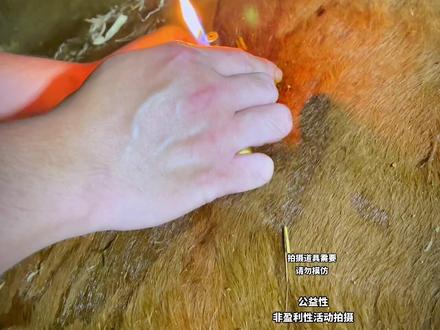 瘤胃胀气,做穿刺时可点燃,知道什么原因吗??#来抖音学农枝 #新农人计划2023 #养牛技术 #乡村英才计划 #乡村守护人2023