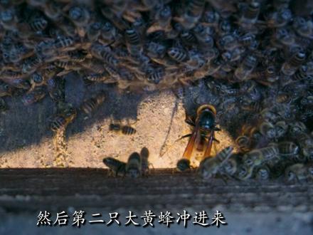这种死法,恐怕是“杀人蜂”做梦也没想到的... #蜂王 #微观世界 #动物世界 #蜜蜂