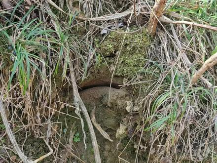 #户外找蜂 #小青米 还是小货饱满