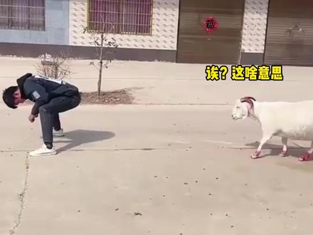 羊:呵呵,这不以卵击石嘛! #羊碰头 #搞笑配音
