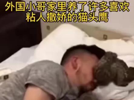 国外小哥养了只猫头鹰当宠物很粘人#神奇动物在抖音 #猫头鹰 #萌宠出道计划 #人与动物和谐共处 #萌宠