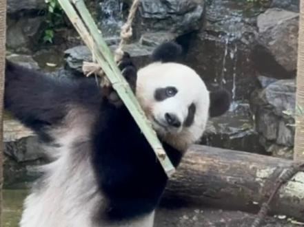 2.9终于等到了果果的消息,心里好难过。。园方和成都基地都在努力,我们也多一份祝福吧!愿每一份的祝福都化成〝香果”和“半半”战胜病痛的力量!它俩都那么美好,一定会平安的!加油!
#大熊猫香果#大熊猫半半#