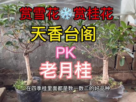 天香台阁和老月桂,有一款适合你#天香台阁桂花 #抖音助农 #桂花 #年宵花