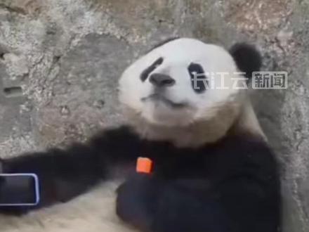 四川熊猫捡到手机后拒不归还