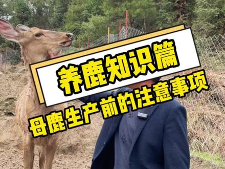 养鹿知识篇——母鹿生产前应该注意什么?#新农人计划2022 #养鹿人