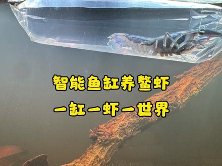 智能鱼缸天花板?尼特利智能鱼缸,我拿来养鳌虾挺合适 #尼特利智能鱼缸#人工天空蓝魔虾 #万物皆可种草搜