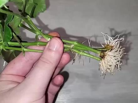 扦插天竺葵,只需用这个方法,生根快成活率高 #扦插 #植物 #种花 #阳台种植 #天竺葵