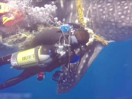 海洋最大的物种鲸鲨,被海洋垃圾卡在了脖子上,多亏了好心的小哥