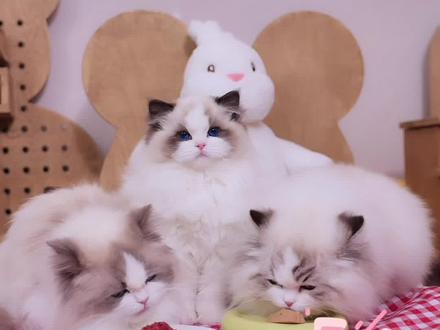 人有i人和e人的区别 小猫也有浓猫和淡猫区分哦,你家小猫是哪一种呢?