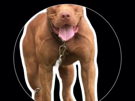 猛犬本色,温柔只给意中人。#萌宠 #狗狗 #比特犬