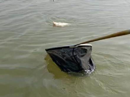 探钓孝感河口大桥,泥巴打了隔夜窝,结果野河钓出了养鱼池的感觉,这也太刺激了#入冬钓鱼指南 #dou是钓鱼人 #冬天野钓鲫鱼有多爽