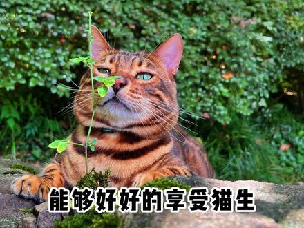 阿花养猫的灵魂到底是什么?