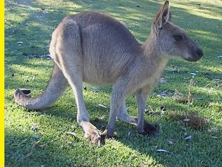 宝贝认动物 学习动物名字 学习英语单词 儿童学前启蒙教育 #启蒙教育 #学前教育 #认识动物