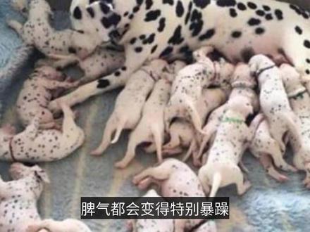 狗妈妈生完小狗时,为什么不给主人碰?原因有4点