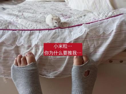 看完不哭的,还有心吗!#仓鼠 #宠物 #抽象 #猎奇