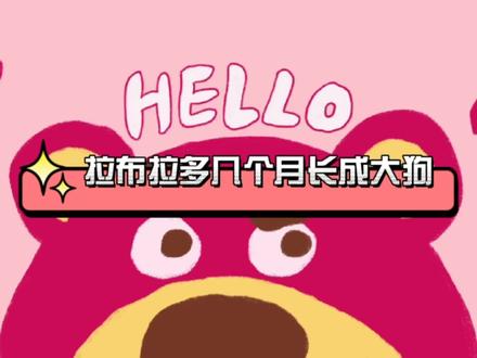 拉布拉多几个月长成大狗,这时的身体基本定型,不再长大