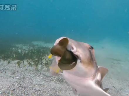 🎦动物世界🎦🇨🇳🤒🇵🇦🍶❤️🍺🐉❤️🐉🚢