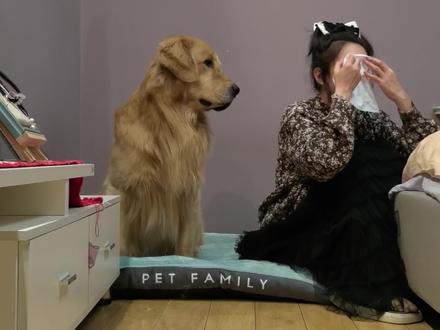 🐶抚慰犬: 这日子一点都过不下去了……#抚慰犬的无语瞬间 #精神抚慰犬