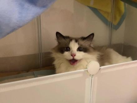 顺利生产5只小宝宝,生完之后看不到人就喵喵叫,人一走它孩子也不管了,就跟着叫,就非让我们守在它宝宝旁边。#记录猫咪日常 #猫生崽 #萌宠