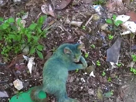 流浪猫被坏人喷了一身的油漆,导致中毒,世界之大,无奇不有!#爱心救助 #流浪猫救助