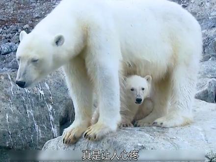熊妈妈怀上小熊,熊爸爸就扬长而去,对它们不闻不问,单亲熊妈妈是如何独自抚养孩子,从悲催走向美好未来的人生历程!#野生动物 #野生动物零距离 #神奇动物 #万物皆有灵性 #北极熊 #动物 #动物科普 #神奇动物在抖音