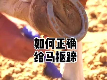 马术运动中将正确的工作程序养成习惯,会有助于我们得到一匹称心如意的马伙伴。#记录真实生活 #因为热爱所以坚持