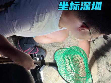 晚上带娃赶海的收获,坐标深圳。有螺有虾有螃蟹。