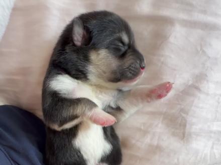 我亲手养大了一只小狗🐶!2 分钟看完田园犬幼犬的成长变化!#萌宠 #萌宠出道计划 #养狗经验分享#狗狗 #养狗人