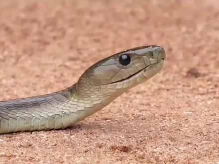 世界第二长毒蛇-黑曼巴#动物科普 #神奇动物在抖音