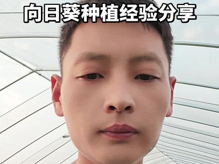 向日葵种植技术分享