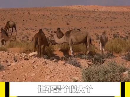 为什么骆驼吃仙人掌,不怕扎嘴?@西瓜视频 #上西瓜看知识 #star