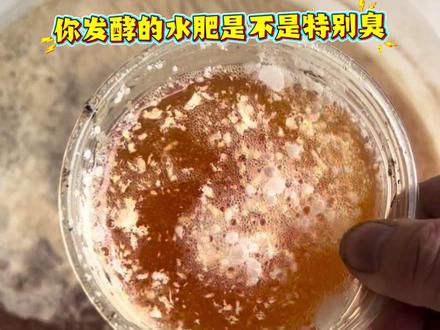 #盆栽果树 #发酵水肥 #发酵花生麸 花生麸水肥发酵后续