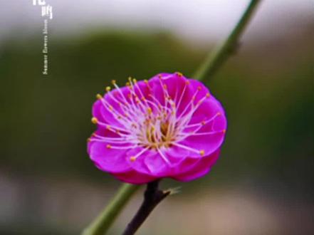 拍花的三个小技巧,简单易学还高级#手机摄影 #拍摄技巧 #梅花