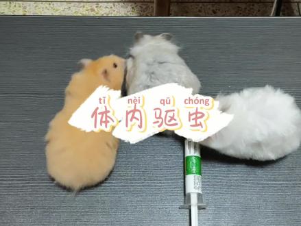 今天来给鼠子们驱虫#金丝熊日常 #驱虫
