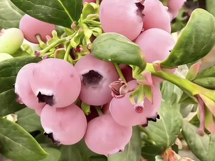 我看谁还没有吃粉色蓝莓#蓝莓 #粉色蓝莓