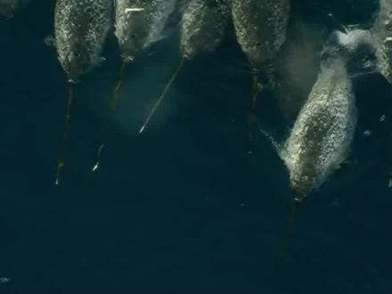 头顶3米长的大牙,竟然是探测天线!独角鲸的祖先是谁? #独角鲸 #一角鲸 #动物成精 #万物皆有灵性 #涨知识