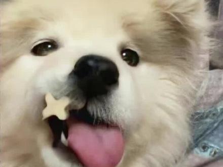 【钎九同事】九尾说和钎城只是同事,紫幻在旁边笑出声#九尾 #钎城 #钎九 #ooc致歉