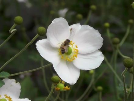 【小技巧】剪映居然有放大镜功能,你知道吗?「视频局部放大」