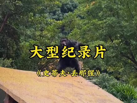 史蒂芬·丢那猩#南宁动物园#丢那猩 #大猩猩跳舞