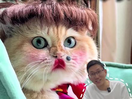 猫咪召唤术,让你家猫闪现在你面前#猫咪 #新手养猫 #万物可爱计划 #给春日养宠支个招