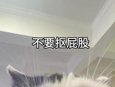 咪要挠你屁股#丑猫#审美积累#萌宠 #奶牛猫