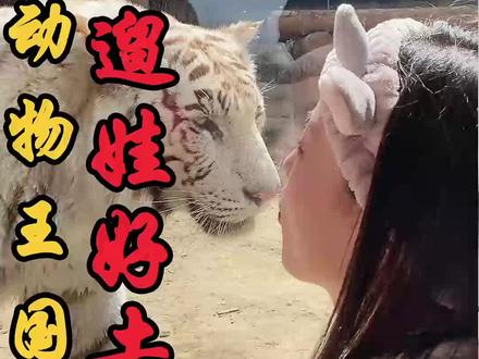 平顶山人的假期游玩好去处!动物王国让你疯玩一整天!带娃来更欢乐! #溜娃 #银基动物王国 #平顶山