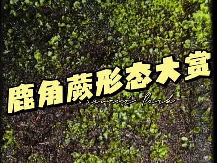 鹿角蕨的前世今生 鹿角蕨各阶段形态大赏#鹿角蕨 #奇花异草