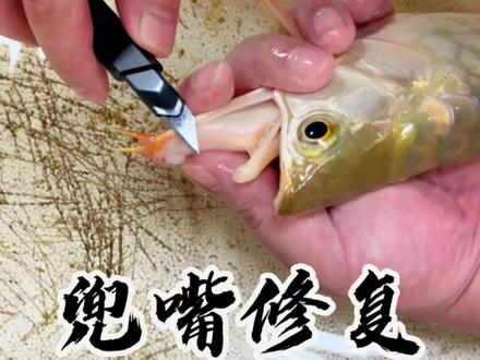 #放假之歌 龙鱼兜嘴修复#龙鱼知识 #龙鱼 @抖音小助手 @DOU+小助手