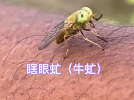 瞎眼虻(牛虻),在你那里叫什么?#请用家乡话说出它的名字 #观察昆虫 #昆虫记 #野生动物零距离 #童年的记忆