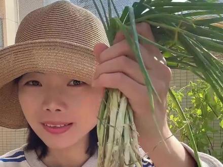 春天到了采摘葱头,实拍秋天没有吃完的小葱,如何变成葱头#葱头 #采摘 #采摘葱头 #种植小技巧 #小葱种植