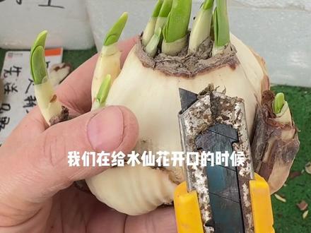 给水仙花轻轻划两刀可以让水仙花 花量翻倍!详细水仙花养护方法 水仙花雕刻 花友们觉得有用的可以收藏点赞赞哦😘😘#抖音助农 #水仙花 #种植小技巧 #怎样养水仙花 #水仙
