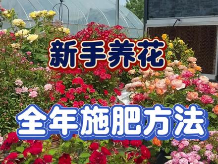 月季花全年施肥方法,水溶肥施肥方法#月季养护 #月季施肥 #水溶肥 #花多多