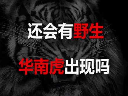#华南虎 还会有野生华南虎出现吗?华南虎加油!
